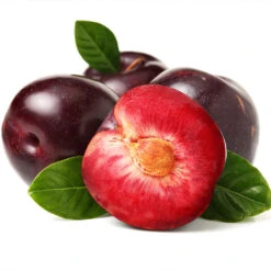 Satsuma Plum Tree -Plant Seed Store Satsuma Plum 2