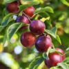 Satsuma Plum Tree -Plant Seed Store Satsuma Plum 600x600 ac1fa119 665e 4703 805a ba2b5c7c1b8d