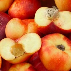 Saturn Peach Tree -Plant Seed Store Saturn Peach Tree 1