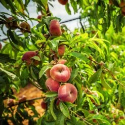 Saturn Peach Tree -Plant Seed Store Saturn Peach Tree 5