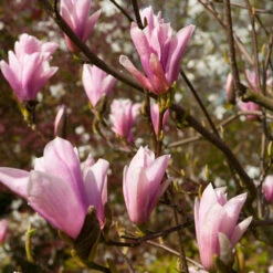 Saucer Magnolia Tree -Plant Seed Store Saucer Magnolia 2 FGT