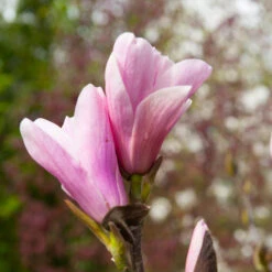 Saucer Magnolia Tree -Plant Seed Store Saucer Magnolia 3
