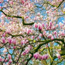 Saucer Magnolia Tree -Plant Seed Store Saucer Magnolia 6