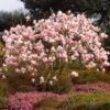 Saucer Magnolia Tree -Plant Seed Store Saucer Magnolia FGT 600x600 e0f2a976 c093 4234 9194 f097ff35a12b