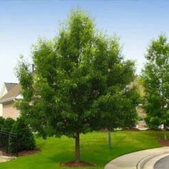 Sawtooth Oak Tree -Plant Seed Store Sawtooth Oak Tree 2