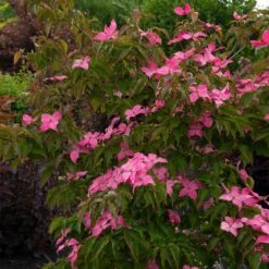 Scarlet Fire® Dogwood Tree -Plant Seed Store Scarlett Fire 1