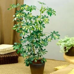 Sunset Hues House Plant Kit -Plant Seed Store Schefflera Trinette 1 8e92dc51 dc29 482e 9d14 119cf31a7b14