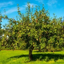 Seckel Pear Tree -Plant Seed Store Seckel Pear 1