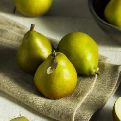 Seckel Pear Tree -Plant Seed Store Seckel Pear 5