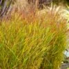 Shenandoah Switch Grass 1 Shenandoah Switch Grass -Plant Seed Store Shenandoah Switch Grass FGT 600x600 a898110d 28d3 4cb7 9ce8 6077408ebb78