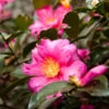 Camellia 'Shi-Shi Gashira' Shrub -Plant Seed Store ShiSHi Gashira Camellia FGT 600x600 bafe4450 79ed 4016 84c6 d7fcb64225e8