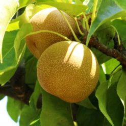 Shinseiki Asian Pear Tree -Plant Seed Store Shinseiki Asian Pear 1 FGT c39d40ca 9a3b 457d a87b f7cfde84d838