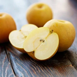 Shinseiki Asian Pear -Plant Seed Store Shinseiki Asian Pear 5 FGT