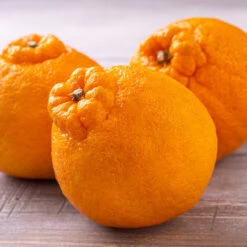 Shiranui Mandarin Tree 7 Shiranui Mandarin Tree -Plant Seed Store Shiranui Mandarin 4 FGT