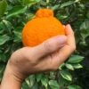 Shiranui Mandarin Tree -Plant Seed Store Shiranui Mandarin FGT 600x600 98332590 6642 4599 8f80 e177d64ac552