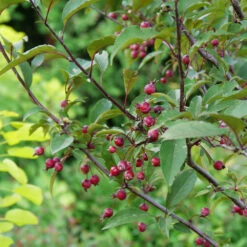 Show Time™ Crabapple Tree -Plant Seed Store Show Time Crabapple 1