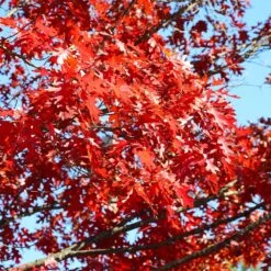 Shumard Oak Tree -Plant Seed Store Shumard Oak 3