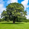 Shumard Oak Tree -Plant Seed Store Shumard Oak 600x600 f28082d9 6726 4ad7 9de2 eb3aefc65ceb