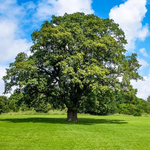 Shumard Oak Tree 1 Shumard Oak Tree -Plant Seed Store Shumard Oak 600x600 f28082d9 6726 4ad7 9de2 eb3aefc65ceb