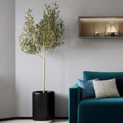 Sikitita Olive Tree 7 Sikitita Olive Tree -Plant Seed Store Sikitata Olive 2