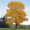 Silver Maple Tree 2 Silver Maple Tree -Plant Seed Store Silver Maple Tree 1 FGT 600x600 b264d374 4804 40de 8e19 e7a2e96fdf17