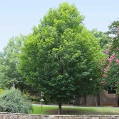 Silver Maple Tree -Plant Seed Store Silver Maple Tree 6