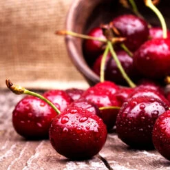 Skeena Cherry Tree 7 Skeena Cherry Tree -Plant Seed Store Skeena Cherry 4 FGT