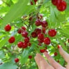 Skeena Cherry Tree -Plant Seed Store Skeena Cherry FGT 600X600 1304eed1 04ee 4e47 9ef3 8afb5cd1cf53