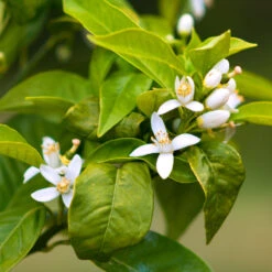 Smith Red Orange -Plant Seed Store Smith Red Orange 7