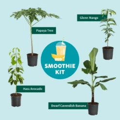 Papaya Tree -Plant Seed Store Smoothie Kit Graphic 11ae7b3b 499b 4165 a9bd 09be178c93af