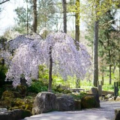 Snow Fountains® Weeping Cherry Tree 11 Snow Fountains® Weeping Cherry Tree -Plant Seed Store Snow Fountains Weeping Cherry 8
