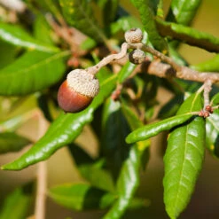 Live Oak Tree -Plant Seed Store Southern Live Oak FGT 1