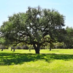 Live Oak Tree -Plant Seed Store Southern Live Oak FGT 3