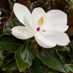 Southern Magnolia -Plant Seed Store Southern Magnolia 8 FGT