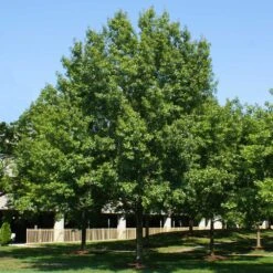 Southern Red Oak Tree 8 Southern Red Oak Tree -Plant Seed Store Southern Red Oak 2