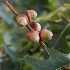Southern Red Oak Tree 9 Southern Red Oak Tree -Plant Seed Store Southern Red Oak 3