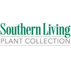 Jubilation™ Gardenia Shrub -Plant Seed Store Southn Living 1000x1000 5e0fa4e2 4a09 4047 86f4 8200336c962e