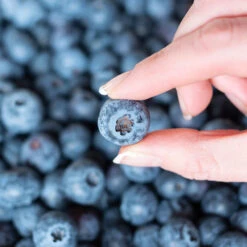 Spartan Blueberry Bush 11 Spartan Blueberry Bush -Plant Seed Store Spartan Blueberry 5 FGT