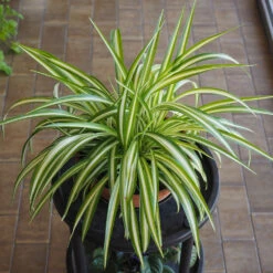 Spider Plant 10 Spider Plant -Plant Seed Store Spider Plant 1