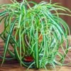 Spider Plant -Plant Seed Store Spider Plant FGT 600x600 f8f5d6ea f043 4cae a4d9 2847d9e16047