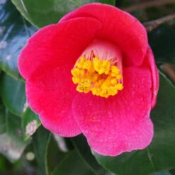 Spring's Promise Camellia Shrub 8 Spring's Promise Camellia Shrub -Plant Seed Store Springs Promise Camellia 1 FGT