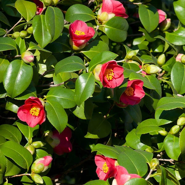 Spring's Promise Camellia Shrub 3 Spring's Promise Camellia Shrub
