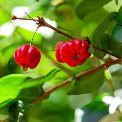 Star Cherry Tree (Pitanga) -Plant Seed Store Star Cherry 1 FGT