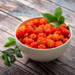 Star Cherry Tree (Pitanga) -Plant Seed Store Star Cherry 3 FGT