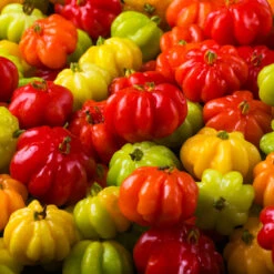 Star Cherry Tree (Pitanga) -Plant Seed Store Star Cherry 7 FGT