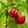 Star Cherry Tree (Pitanga) 1 Star Cherry Tree (Pitanga) -Plant Seed Store Star Cherry FGT 600x600 f143a9b6 ebfe 4840 bad7 417d61a625e0