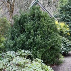 Steeds Japanese Holly Shrub -Plant Seed Store Steeds Holly 1