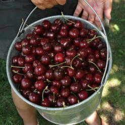 Stella Cherry Tree -Plant Seed Store Stella Cherry Tree 2 FGT 7757bd9e d65a 4770 8a77 e912c733b465