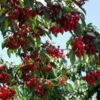 Stella Cherry Tree -Plant Seed Store Stella Cherry Tree FGT 600x600 8fab12ef 3ed8 43b5 8926 d2f336d15b92