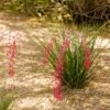 Dwarf Red Yucca Stoplights 1 Dwarf Red Yucca Stoplights -Plant Seed Store Stoplights Dwarf Hesperaloe 600x600 c6cef494 df97 4058 ab1b 9a2d48368a7e